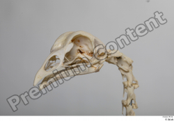 Skeleton Bird Animal photo references